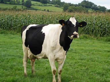 Dairy farm closure rate increasing in England and Wales