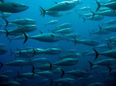 Thai Union rolls out sustainable tuna sourcing plan