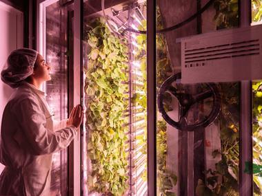 French startup to develop container fruit & veg farms