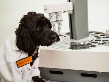 Sainsbury's trials 'electronic tongue' to test petfood