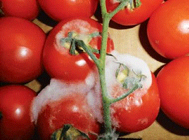 Bristol grocer fined for selling rotten fruit & veg