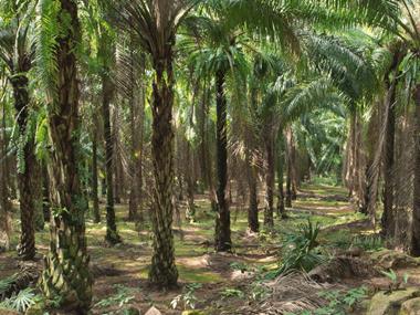 Major brands accused of using palm oil produced by child labour