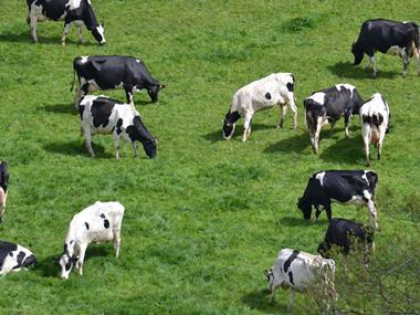 The Scottish Dairy: new brand targets US shoppers