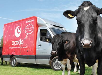 Daylesford's organic British Friesian herd