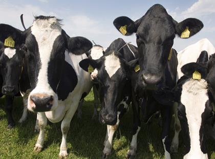 Milk Link and Arla to form UK’s biggest dairy