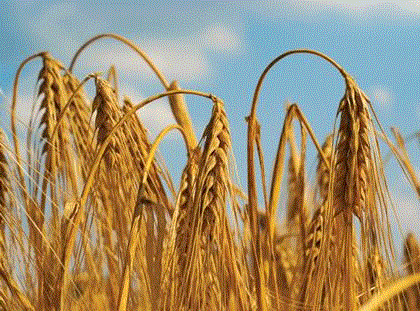 Soaring wheat price headache set to continue