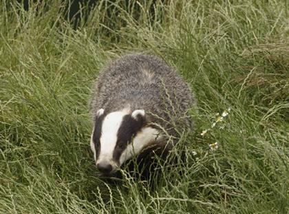 Badger Tb