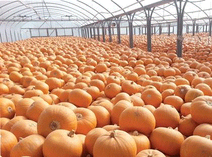 Tesco to prevent panic pumpkin buying