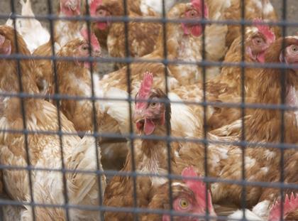 Caged hens in UK down from half a million to 20,000