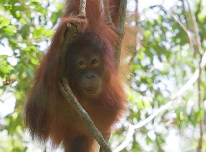 Palm oil orangutan