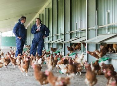 Morrisons buys Yorkshire egg supplier Chippindale Foods