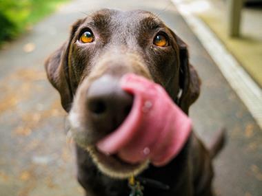 Paleo for pooches: how BARF is taking off in dogfood