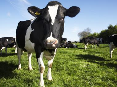 'Significant progress' on the environment by dairy industry