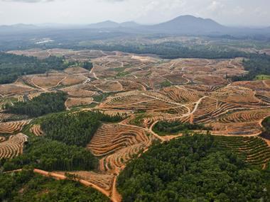 Palm oil: 'Historic' day for sustainability as RSPO adopts 'zero deforestation' standard