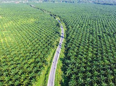 Palm oil trader Wilmar vows to map and monitor suppliers