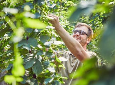 Hop grower Brook House selling direct to brewers online