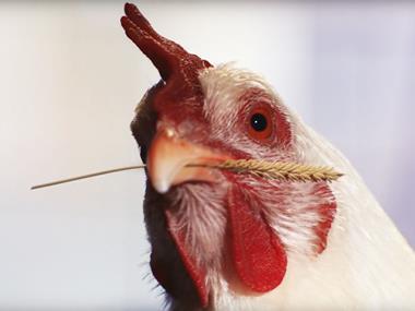 NGO slams restaurants as 'failing' on chicken welfare