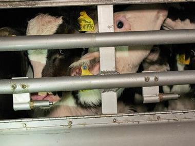 RSPCA renews calls to ban live animal exports after Brexit